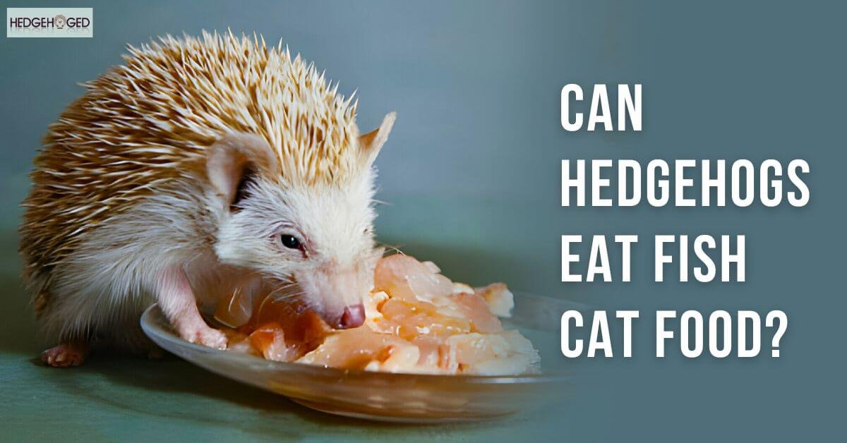 Can Hedgehogs Eat Fish Cat Food