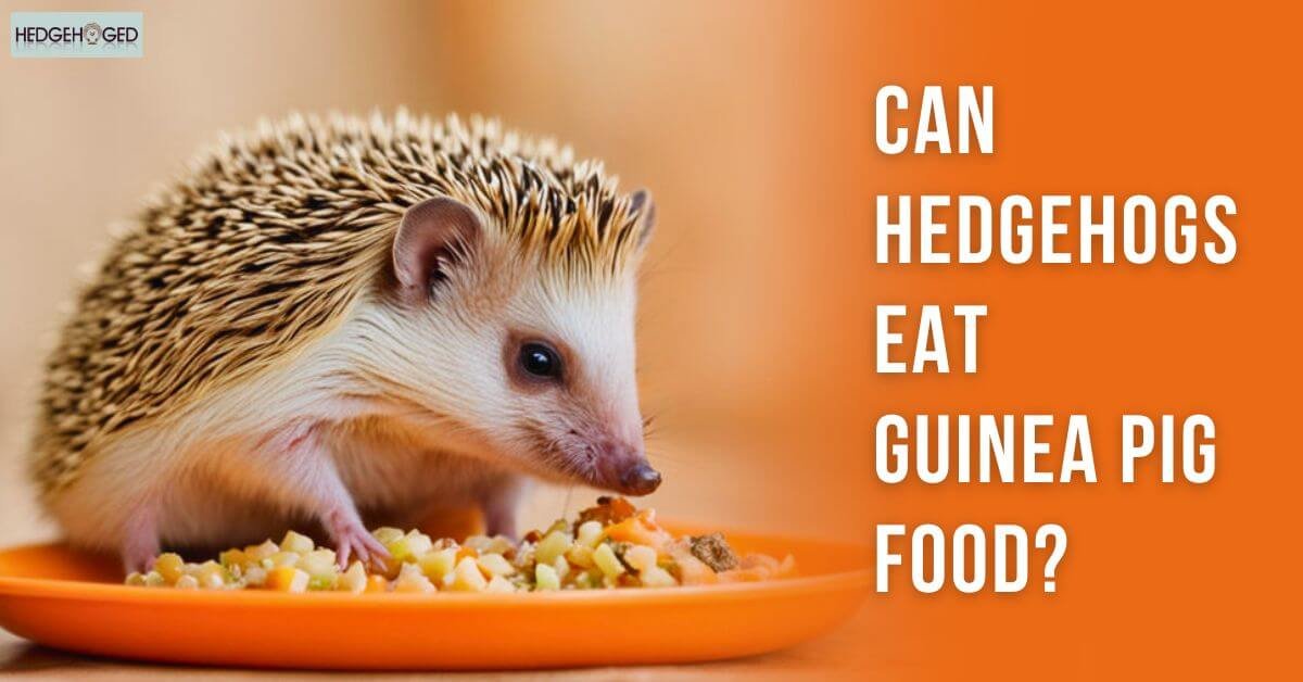 Can Hedgehogs Eat Guinea Pig Food