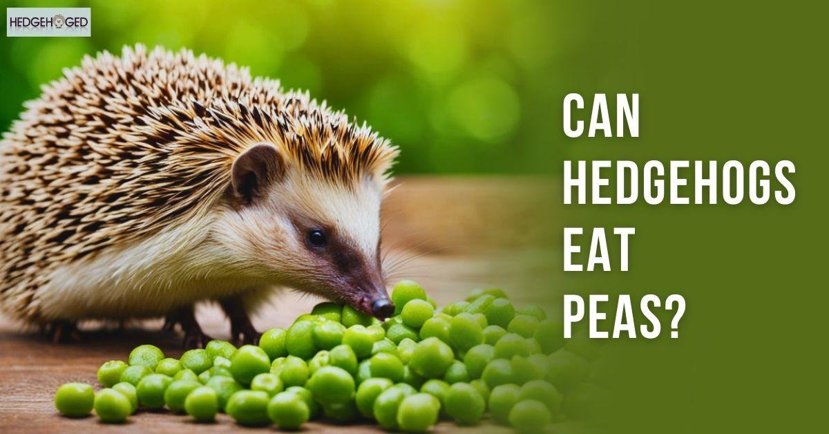Can Hedgehogs Eat Peas