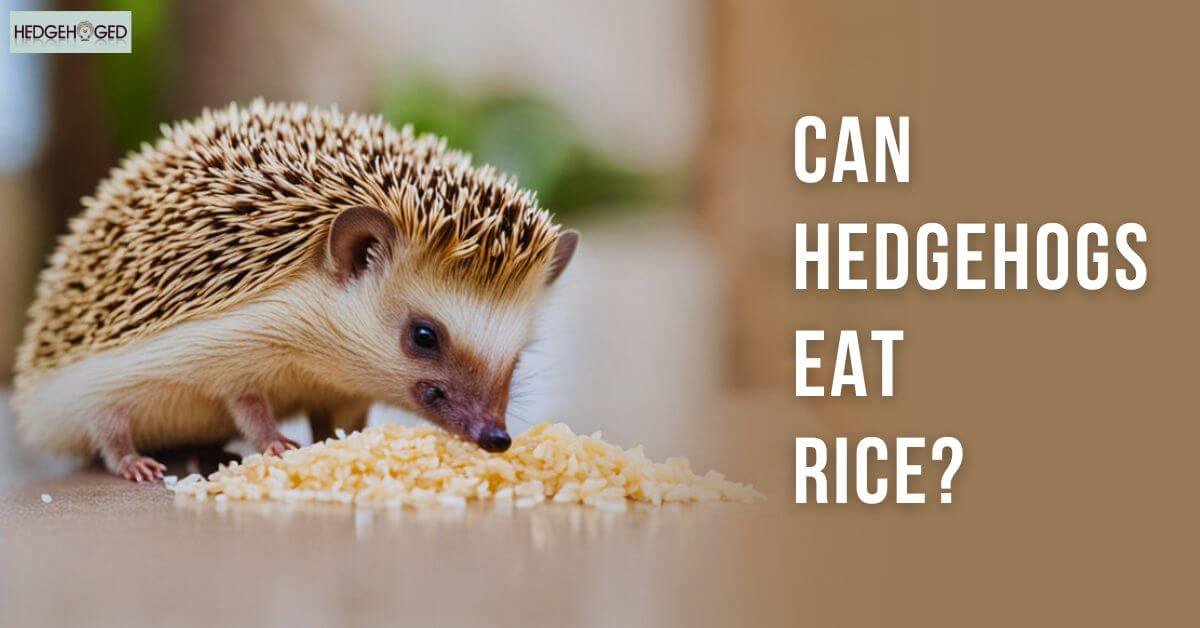 Can Hedgehogs Eat Rice