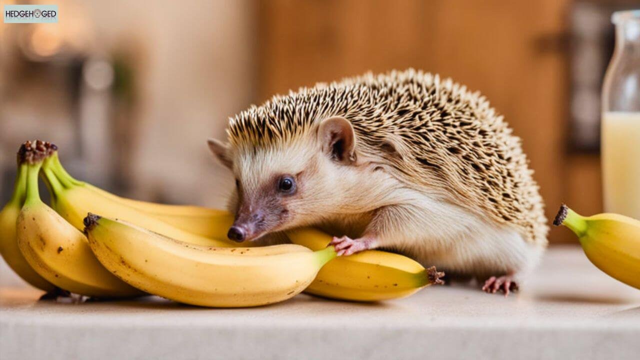 Do Hedgehogs Eat Bananas