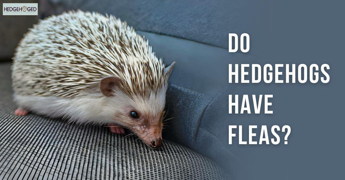 Do Hedgehogs Have Fleas