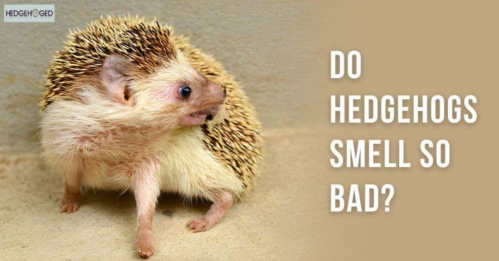 Do hedgehogs smell bad? Causes and Solutions - HedgeHoged