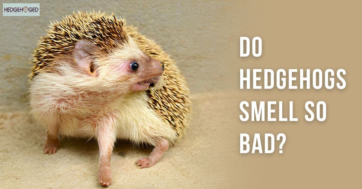 Do Hedgehogs Smell Bad