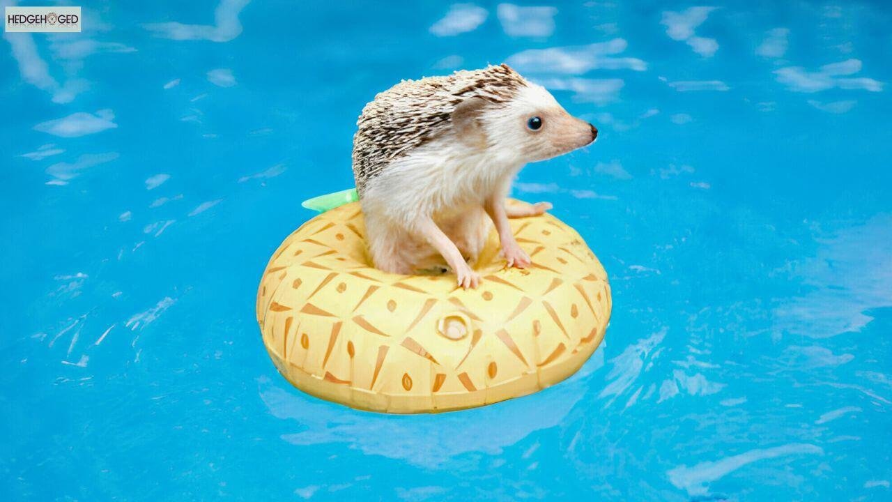Do Hedgehogs Swim