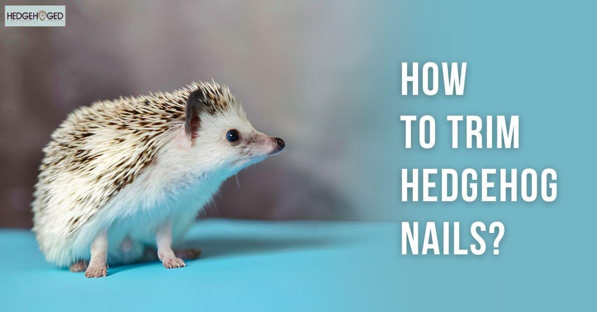 How To Trim Hedgehog Nails