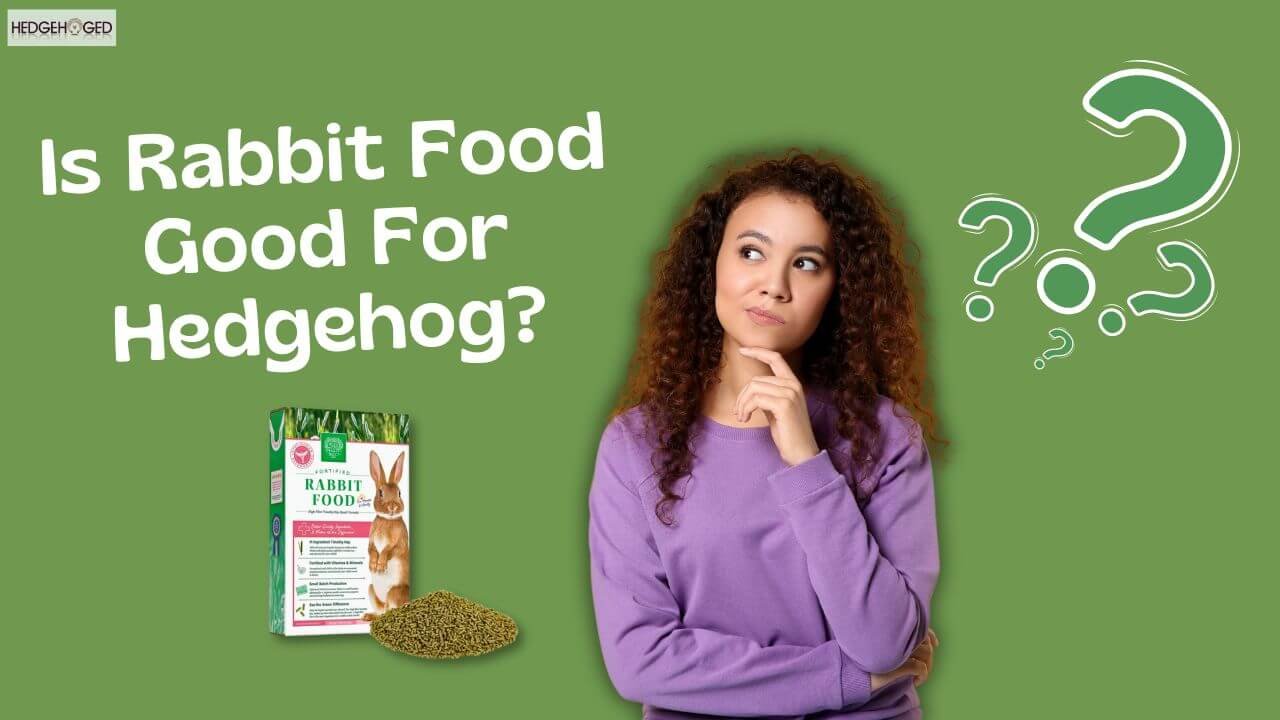 Rabbit Food Good For Hedgehog