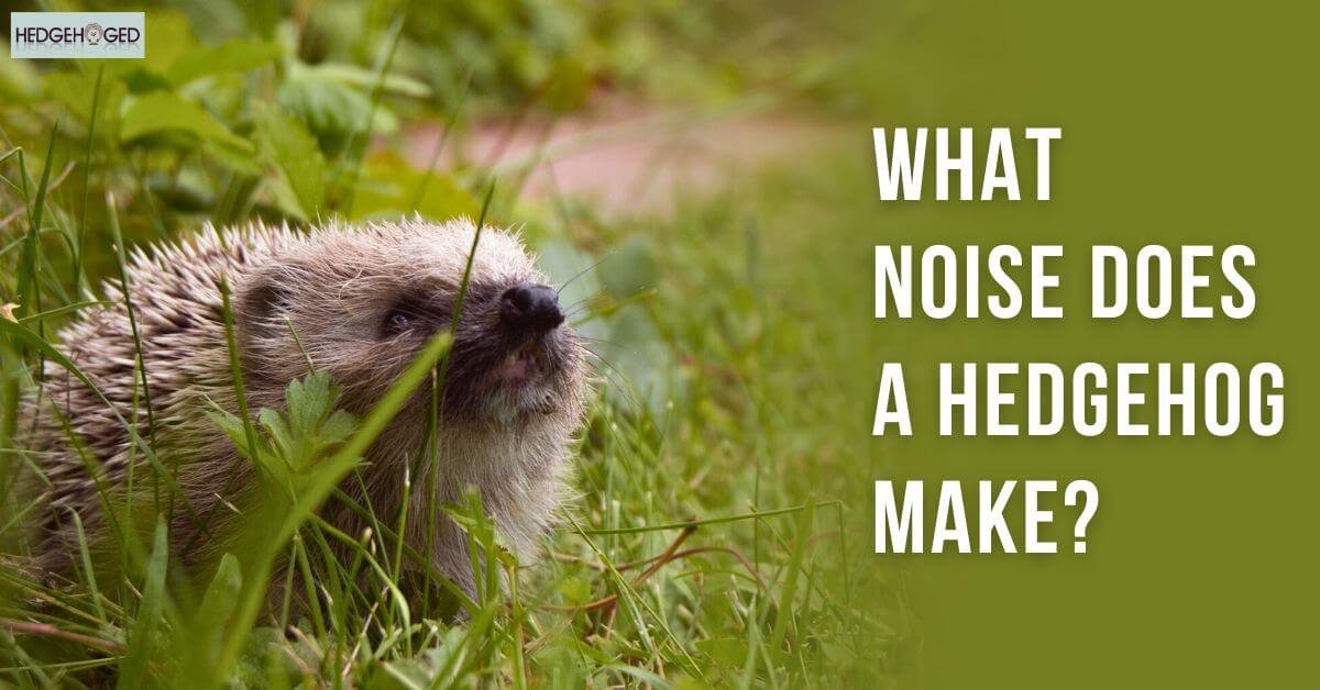 What Noise Does A Hedgehog Make