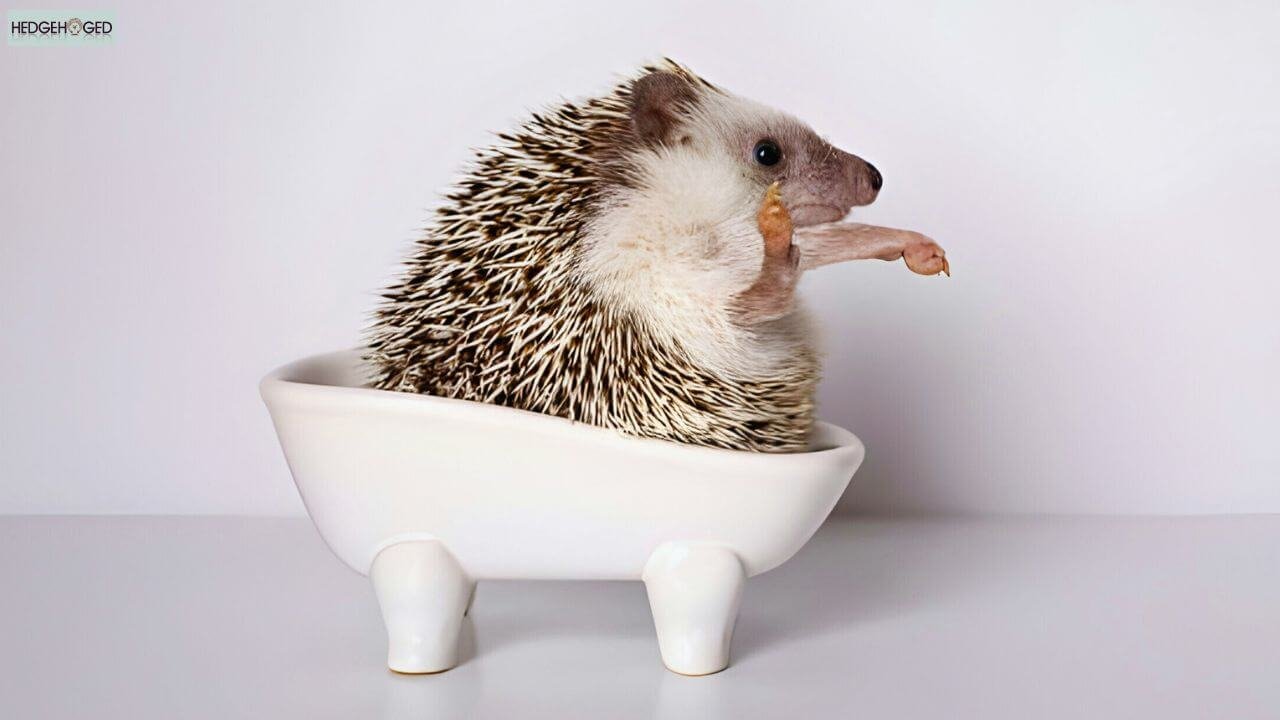 can you bathe a hedgehog