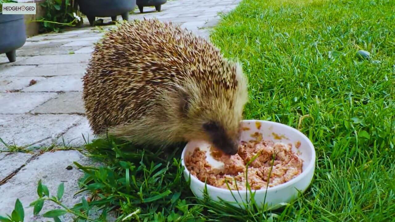feeding fish cat food to hedgehogs