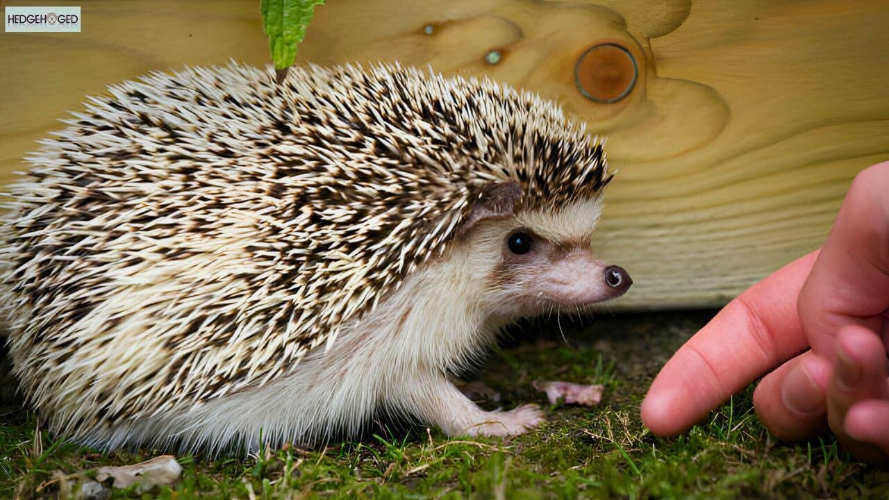 hedgehog bites finger