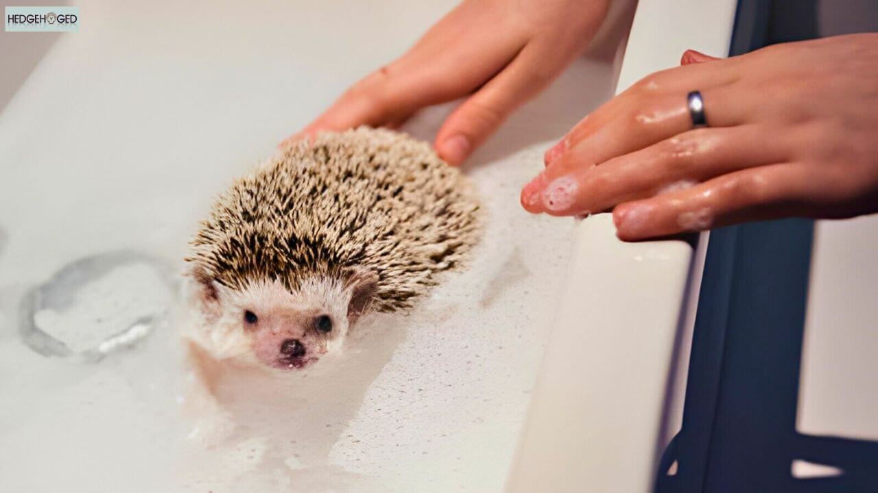 hedgehog in bathtub