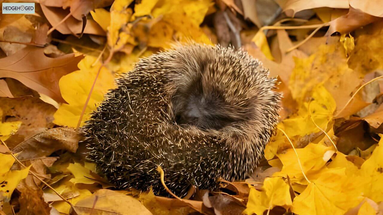 hedgehog sleeping on side