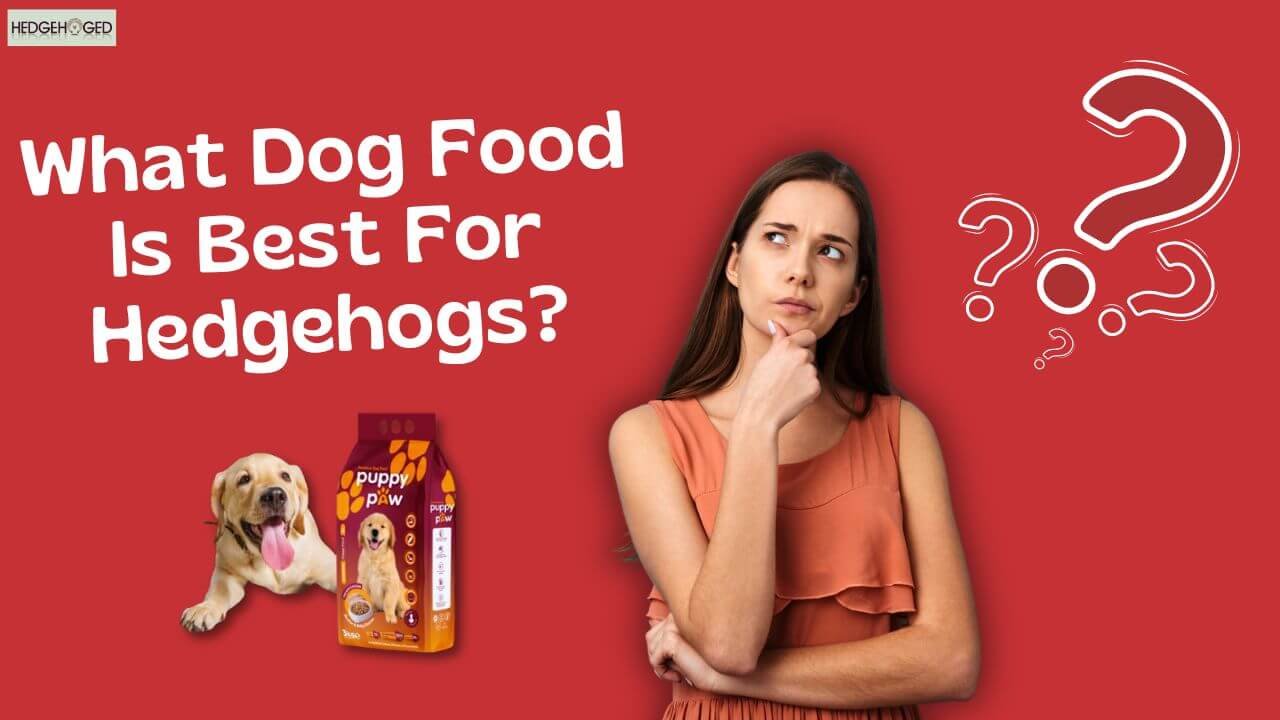 what dog food is good for hedgehogs