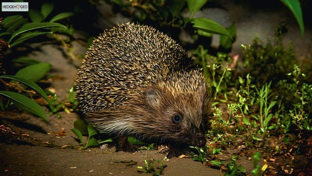 Are Hedgehogs Nocturnal? Exploring Their Nocturnal Behavior